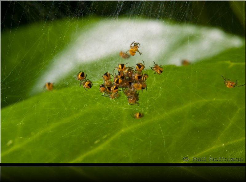 20.05.2009 15:00:31   _MG_6533_a.jpg
